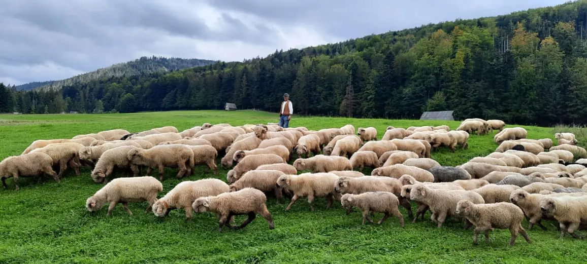 بزرگترین پرورش دهنده گوسفند 