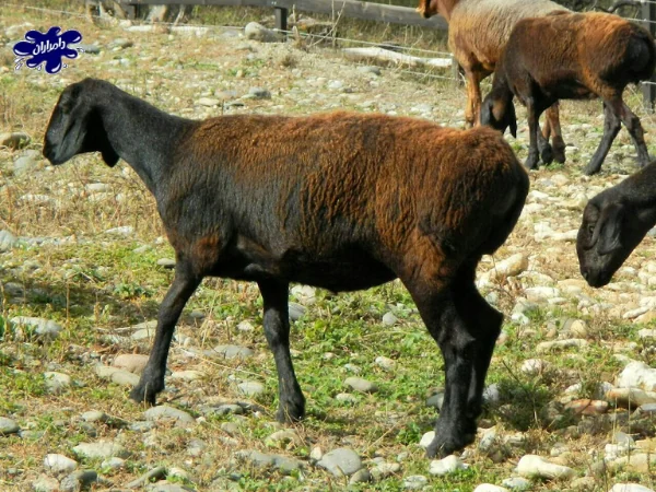 گوسفند نژاد زندی ایرانی