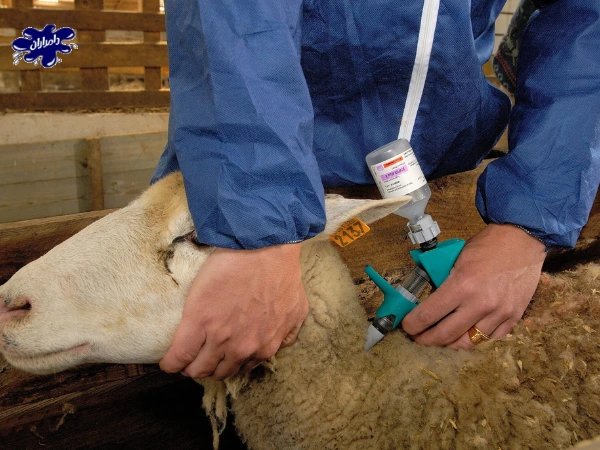 تشخیص سلامت گوسفندان