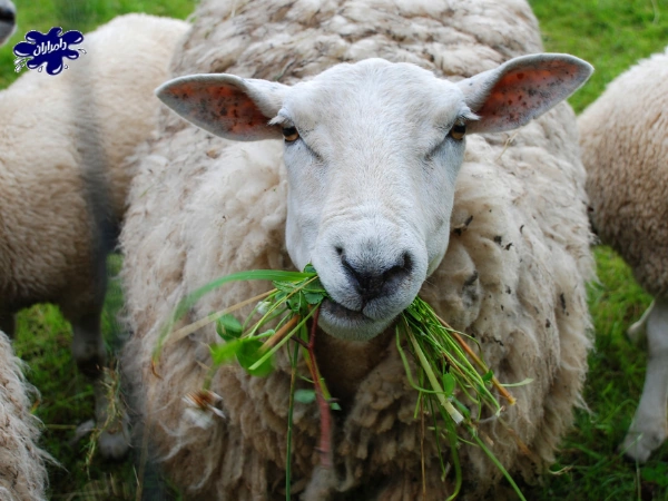 تغذیه مناسب گوسفندان