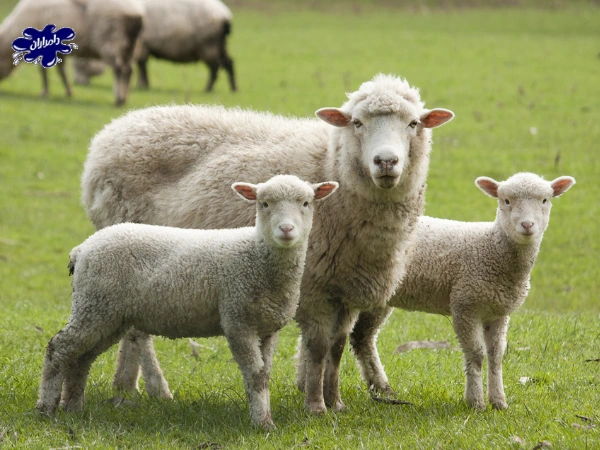 راه های افزایش تولید مثل گوسفندان