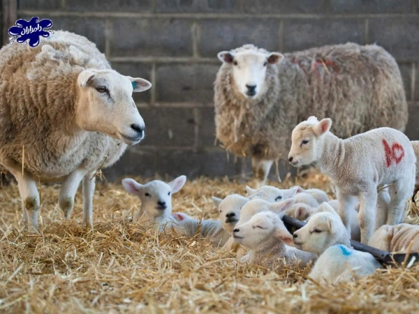 انواع شیوه های باروری مصنوعی گوسفند