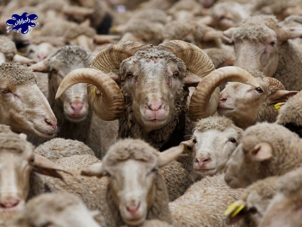 خرید گوسفند برای تالارها