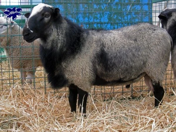 مزایای سفارش گوسفند زنده برای بهزیستی